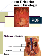 Apres Sistema Urinario Anatomia Fisiologia