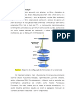 Microscopia de Polarização