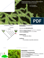 Apunte Teórico de Plantas: Tracheophyta - Lycopodiophyta