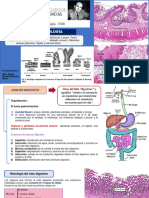 CLASE 14 Aparato Digestivo