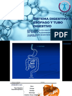 Capitulo 17 Sistema Digestivo II Tubo Digestivo Propiamente Dicho