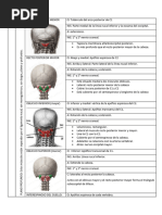 Musculos Del Cuello