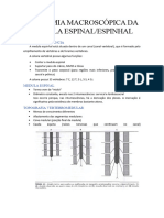 Anatomia Macroscópica Da Medula Espinal