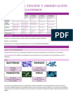 Técnicas de Tinción y Observación de Microorganismos