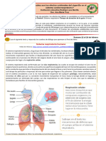 Sistema Respiratorio