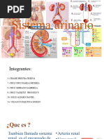 Sistema Urinario 1