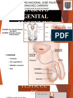 Aparato Genital Masculino