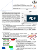 8° Guía Ciclo Menstrual FINAL