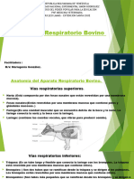 Sistema Respiratorio Bovino-1