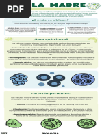 Celula Madre Biologia