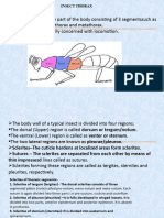  Insect Thorax & Legs