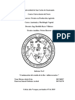 Anatomia - Informe 9