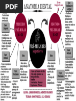 Anatomia Dental Mapa