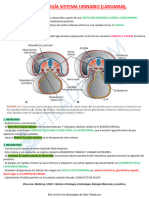 Embriologia Sistema Urinario