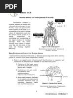 Nervous System