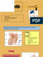 Anatomia Sexual Masculina