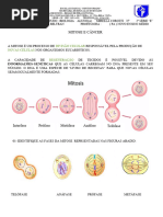 Biologia Mitose