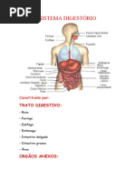 Sistema Digestório - Anato