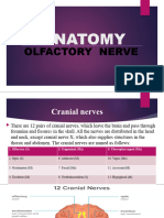 Olfactory Nerve (2024)