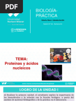 PRÁCTICA 04 - 2023-1 - Proteínas y Ácidos Nucleicos