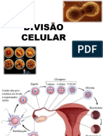 Divisão Celular