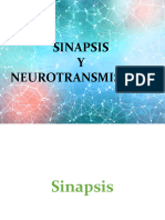 Sinapsis y Neurotransmisores