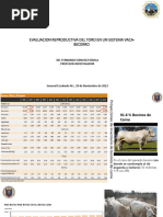 Evaluacion Reproductiva Del Toro en Un Sistema Vaca-Becerro