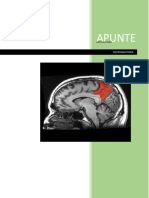 Neuroanatomia