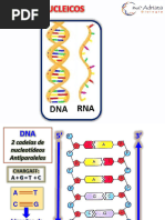 Duplicação Do Dna