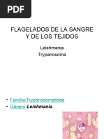 4 - Flagelados de Sangre y Tejidos-Leishmania