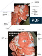 Cara, Musculos Superficiales y Arterias y NerviosCURSO