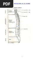 COLUMNA