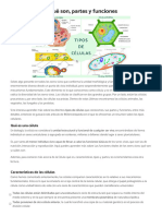 Celulas, Que Son? Sus Partes y Funciones