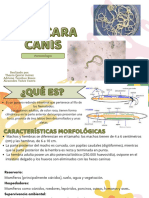 Presentación Toxocara Canis