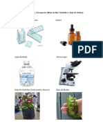 Lab - Cloroplastos (Hoja de Flor Chabelita y Elodea)