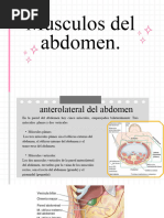 Musculos Del Abdomen