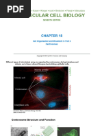 Centrosome Duplication