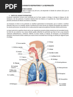 El APARATO RESPIRATORIO Y LA RESPIRACIÓN Aula