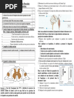 Exercices Système Nerveux Et Musculaire