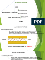 2-Musculos Del Torax