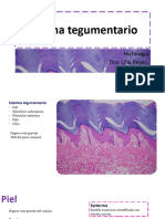 Histología Del Sistema Tegumentario