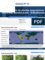 Tabajo de Botánica - Semana - 14