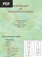 Morphology of Permanent Canines