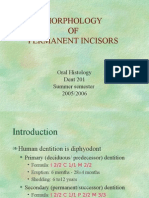 Morphology of Permanent Incisors