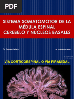 Sesión 11 - Sistema Somatomotor de La Médula Espinal. Cerebelo y Ganglios Basales