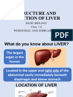 Liver