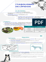 Infografia Metabolismo de Lípidos Equipo 3