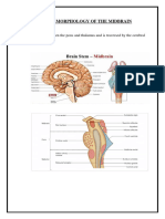 Midbrain Handout New