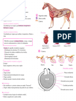 Angiologia para Fisio