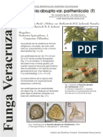 Funga Veracruzana #45 - Puccinia - Abrupta - Var - Partheniicola - II - Fu